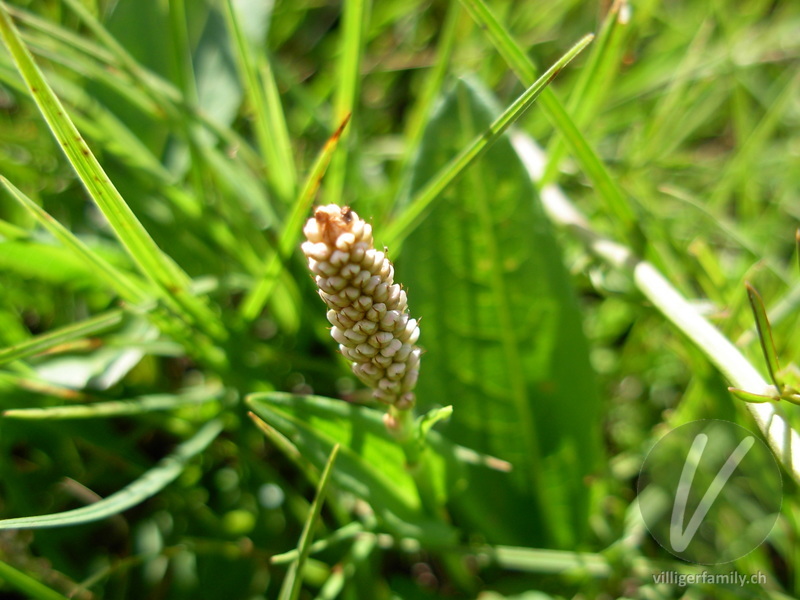 Schlangen-Knöterich: Blüten
