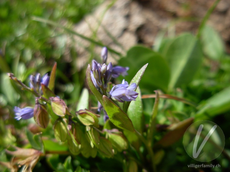 Voralpen-Kreuzblume: Blüten