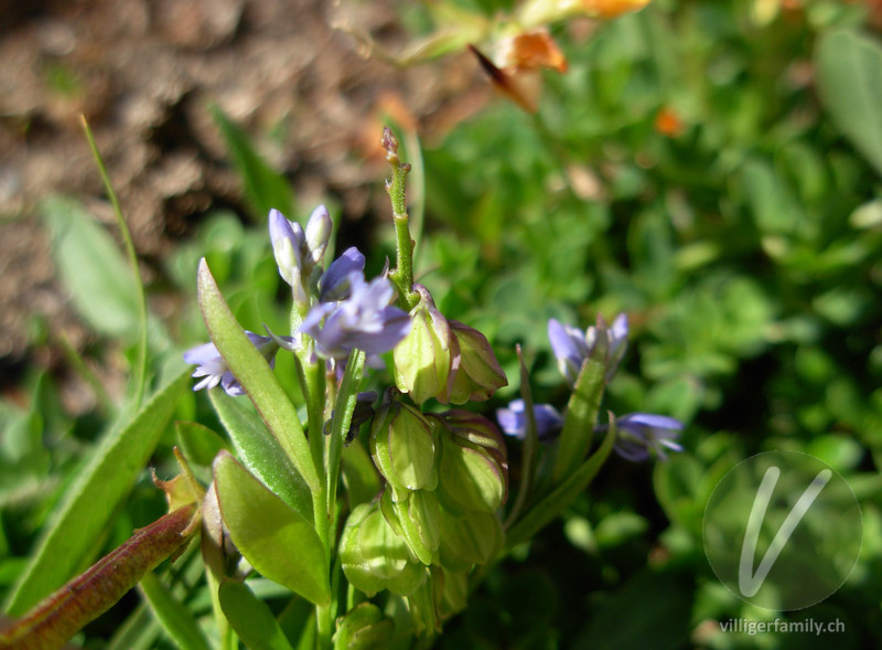 Voralpen-Kreuzblume: Blüten