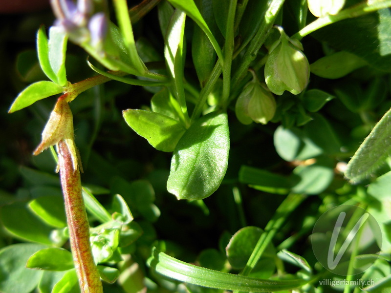 Voralpen-Kreuzblume: Blätter