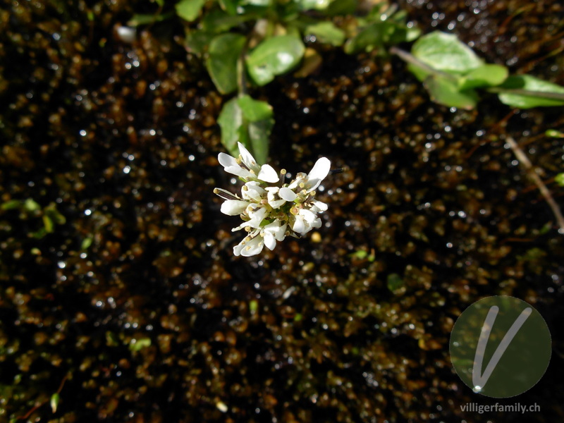 Bach-Gänsekresse: Blüten