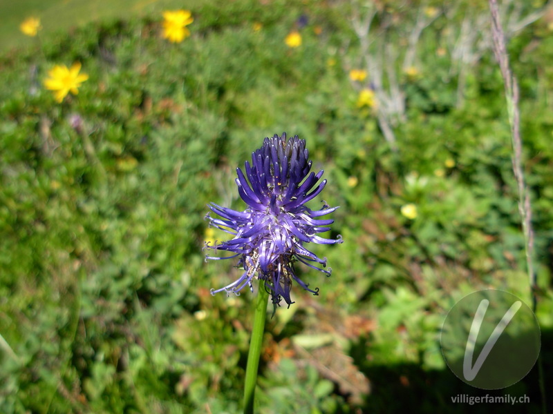 Betonienblättrige Rapunzel: Blüten