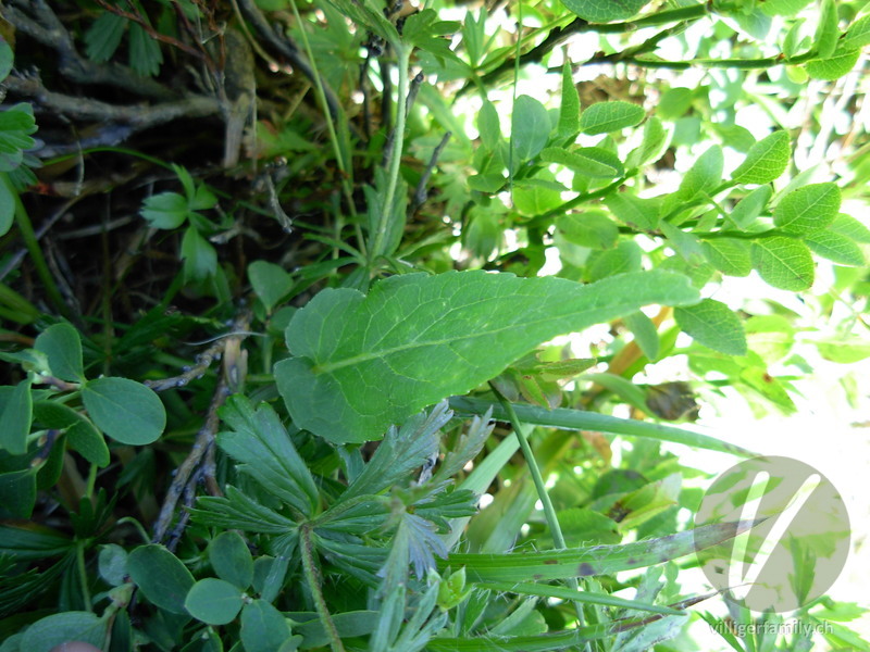 Betonienblättrige Rapunzel: Blätter