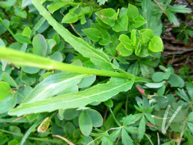 Betonienblättrige Rapunzel: Blätter, Stengel