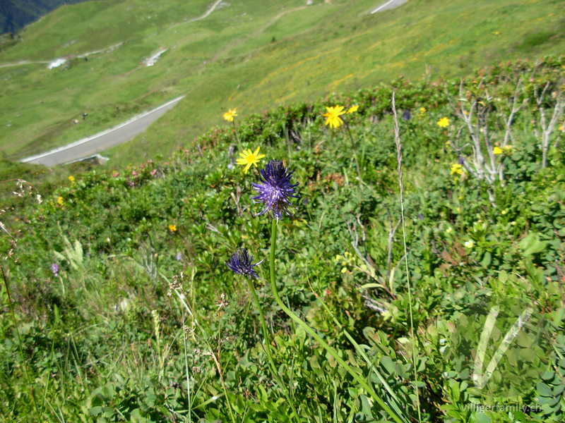 Betonienblättrige Rapunzel: Blüten