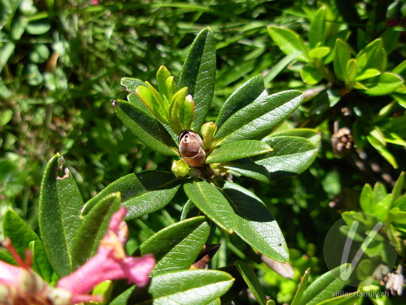 Rostblättrige Alpenrose: Blätter