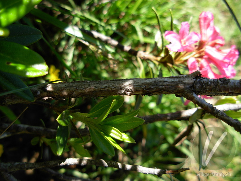 Rostblättrige Alpenrose: Stengel