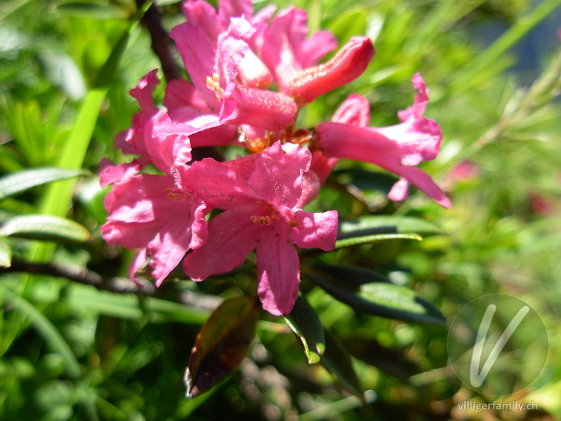 Rostblättrige Alpenrose: Blüten