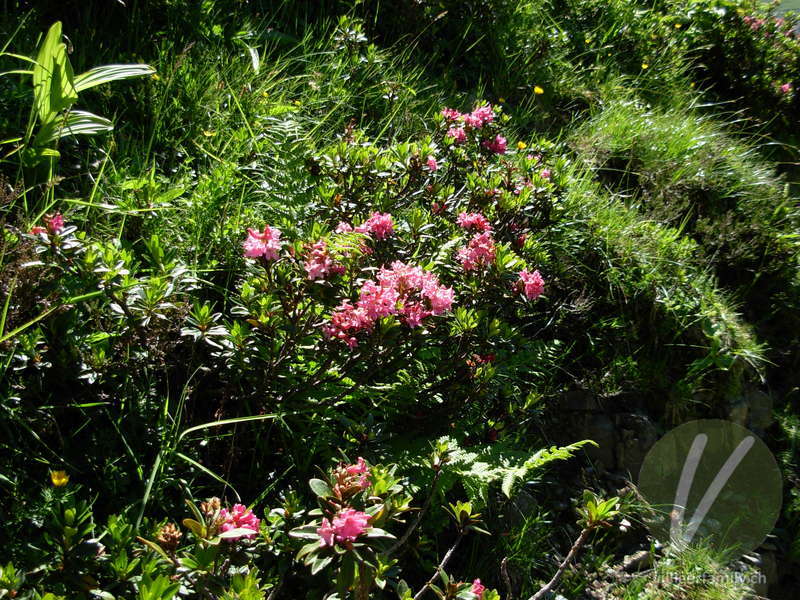 Rostblättrige Alpenrose: Gesamtbild