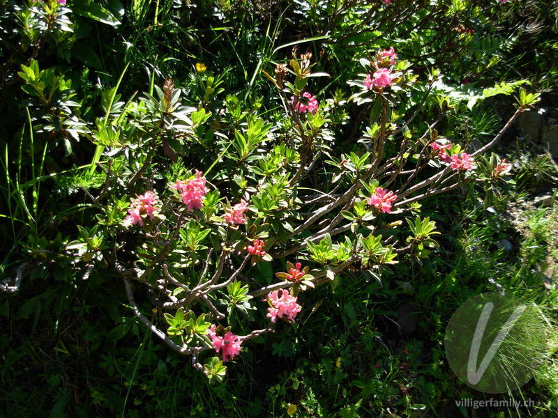 Rostblättrige Alpenrose: Gesamtbild