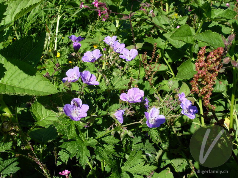 Wald-Storchschnabel: Blüten, Gesamtbild