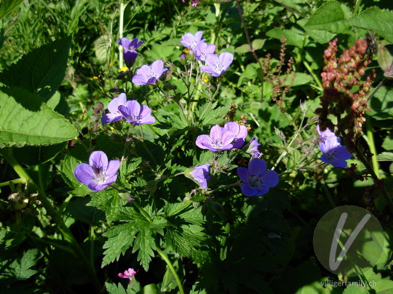 Wald-Storchschnabel: Blüten, Gesamtbild