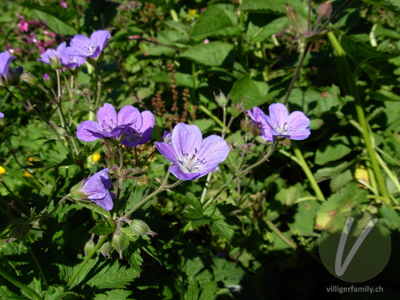 Wald-Storchschnabel: Blüten