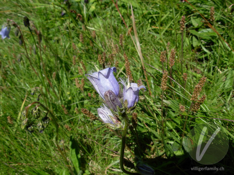 Bärtige Glockenblume: Blüten