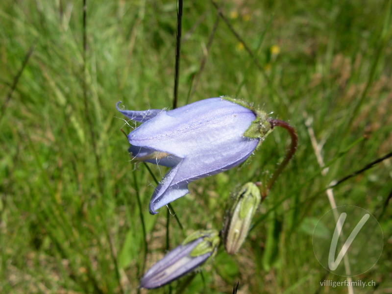 Bärtige Glockenblume: Blüten