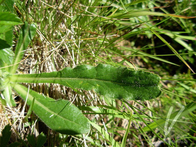 Bärtige Glockenblume: Blätter