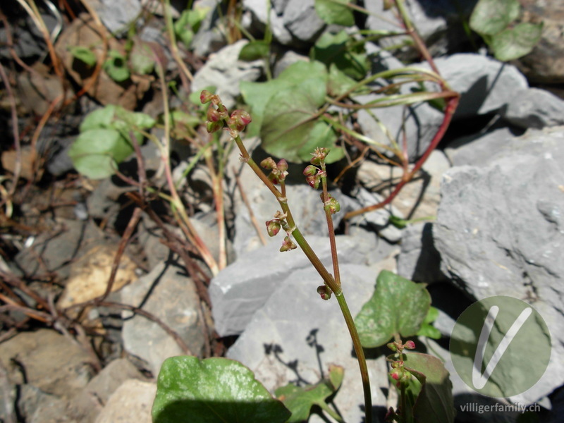 Säuerling: Blüten