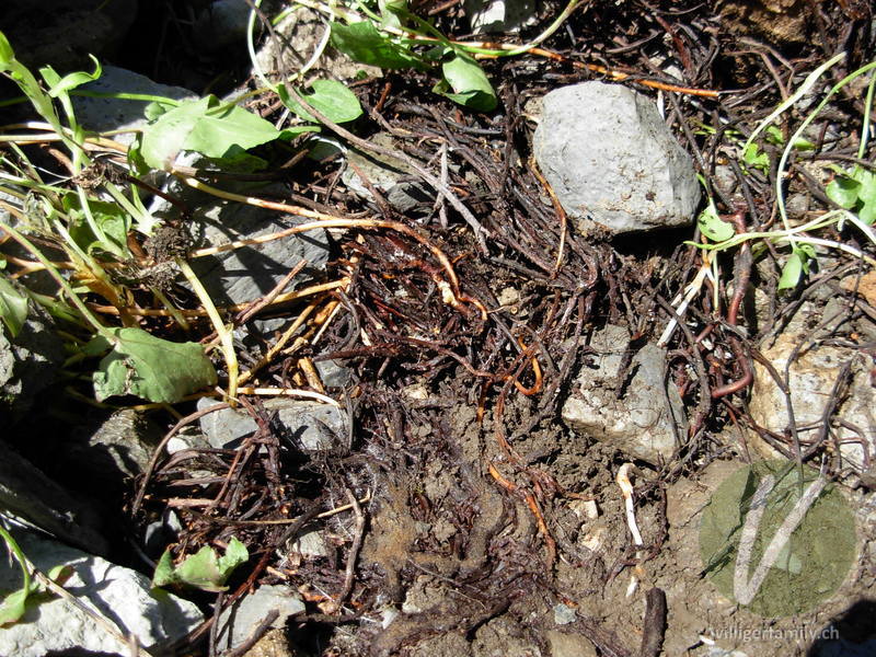 Säuerling: Stengel, Wurzeln