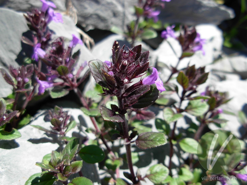 Alpen-Steinquendel: Blüten
