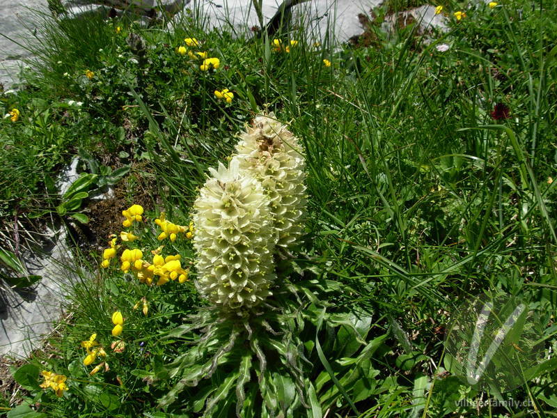 Straussblütige Glockenblume: Blüten, Gesamtbild