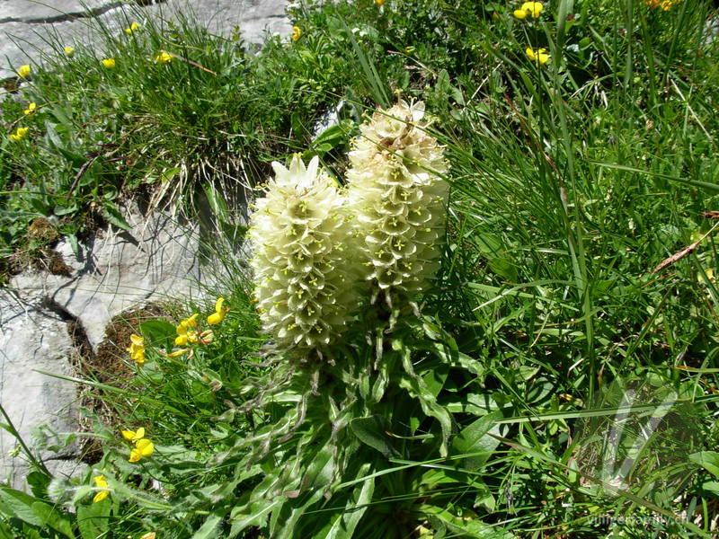 Straussblütige Glockenblume: Blüten, Gesamtbild