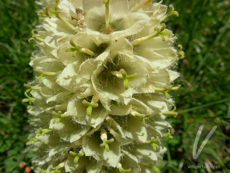 Straussblütige Glockenblume: Blüten