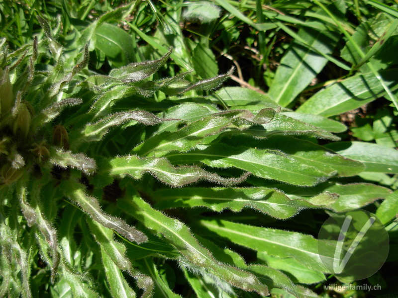 Straussblütige Glockenblume: Blätter
