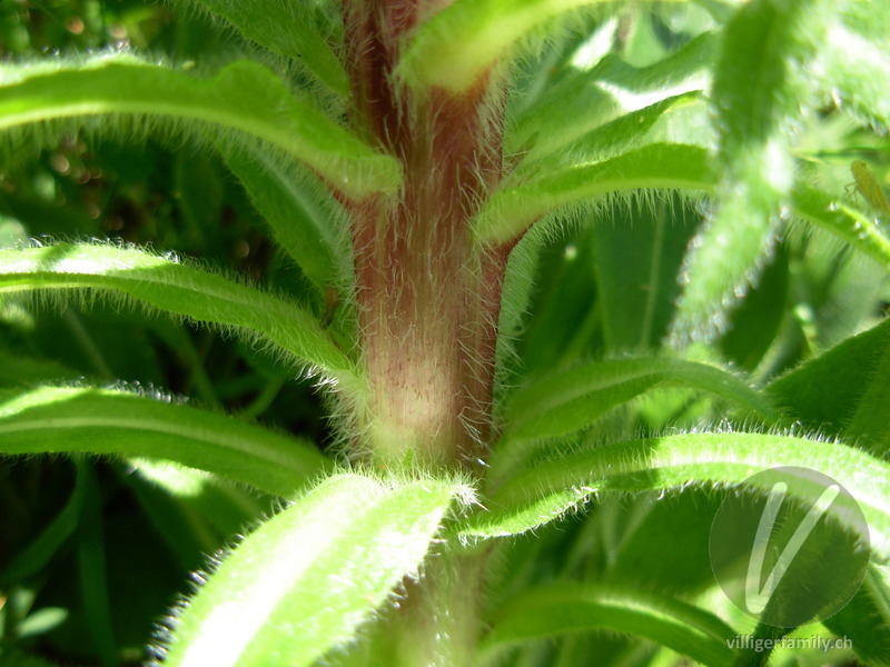 Straussblütige Glockenblume: Stengel