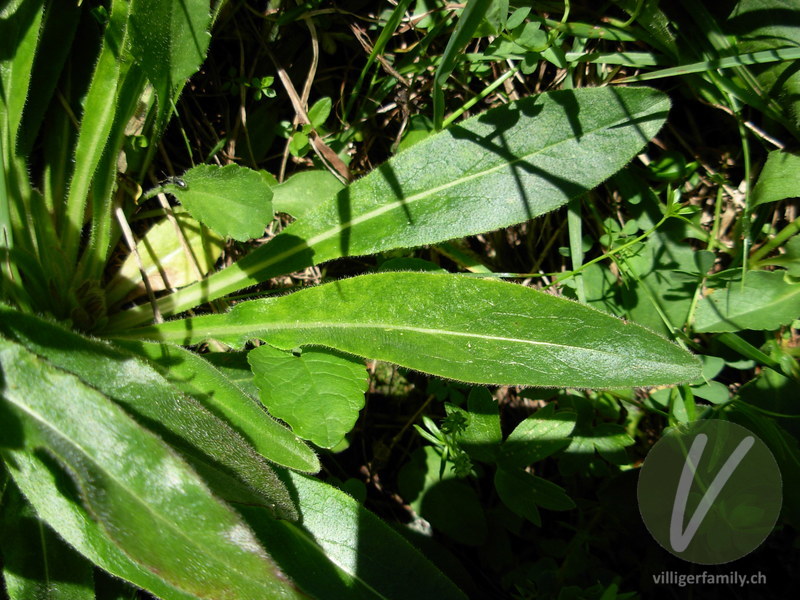 Straussblütige Glockenblume: Blätter