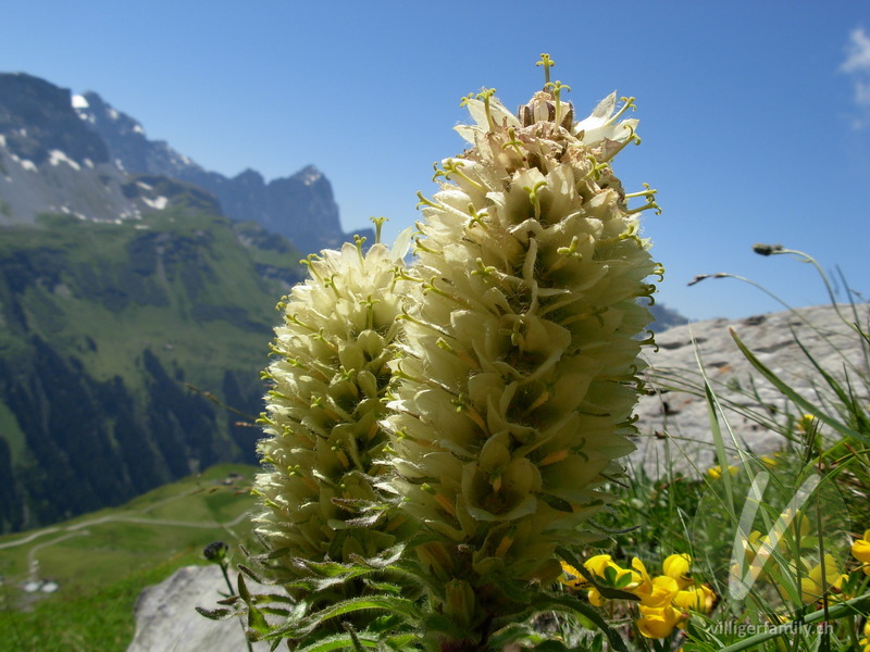 Straussblütige Glockenblume: Blüten, Gesamtbild