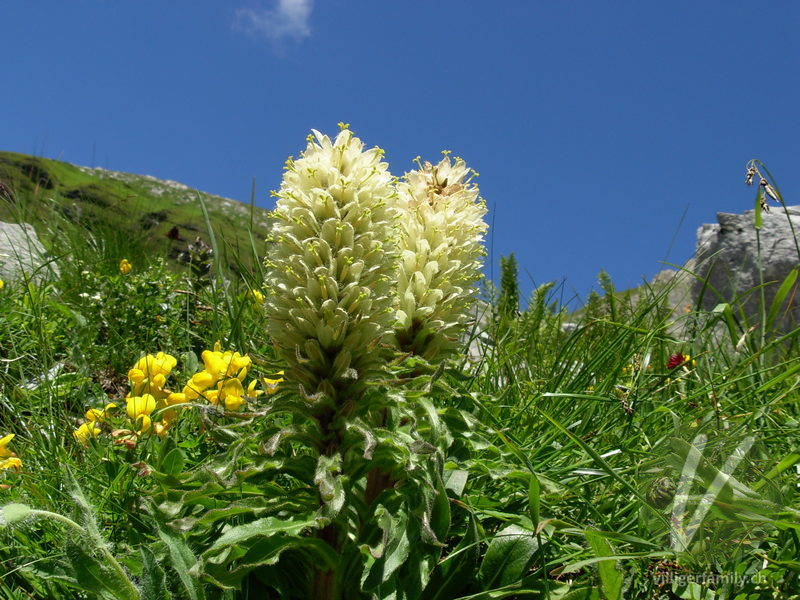 Straussblütige Glockenblume: Blüten, Gesamtbild