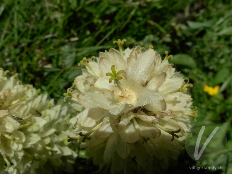 Straussblütige Glockenblume: Blüten