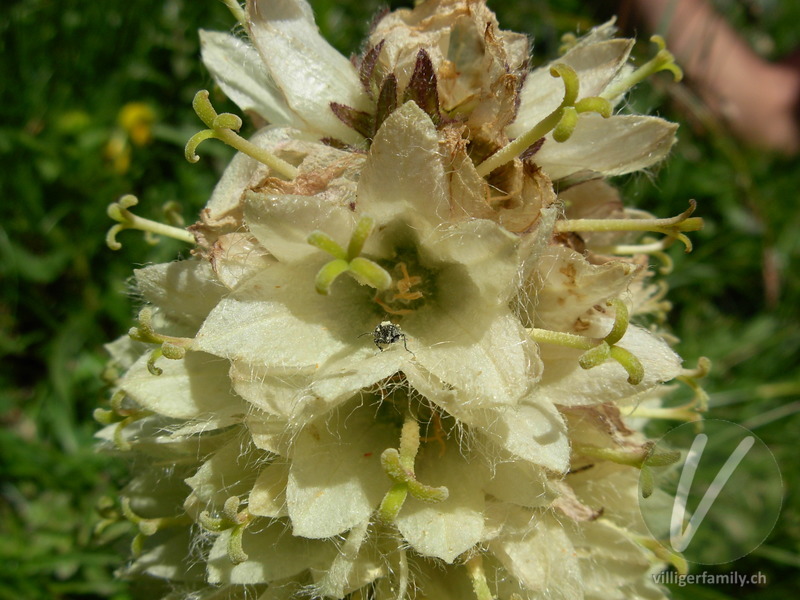 Straussblütige Glockenblume: Blüten
