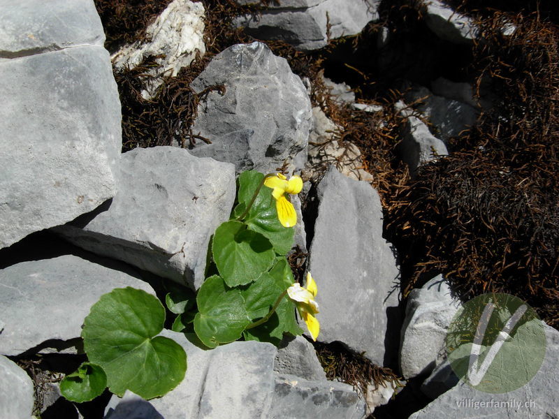 Gelbes Berg-Veilchen: Blüten, Gesamtbild