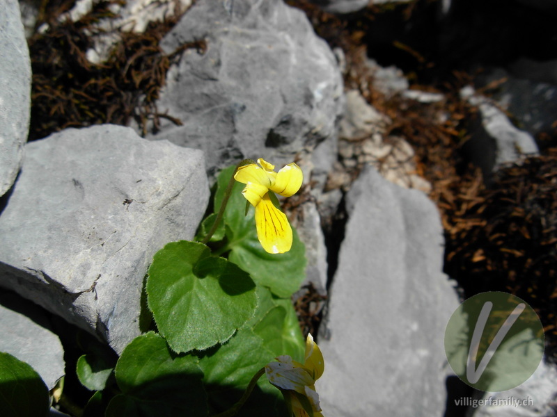Gelbes Berg-Veilchen: Blüten