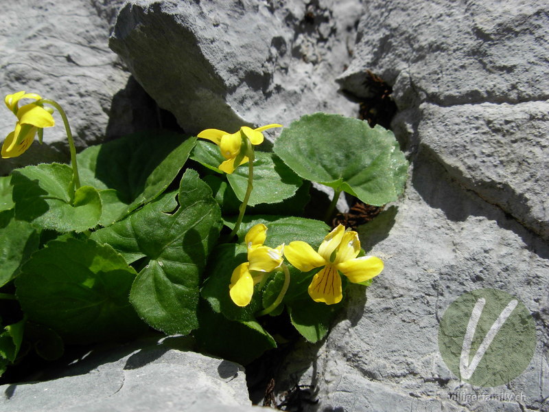Gelbes Berg-Veilchen: Blüten, Gesamtbild