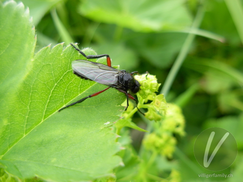 Haarmücke (Bibio varipes): 