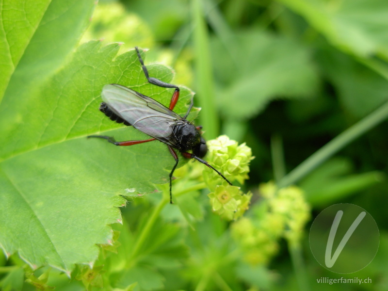 Haarmücke (Bibio varipes): 