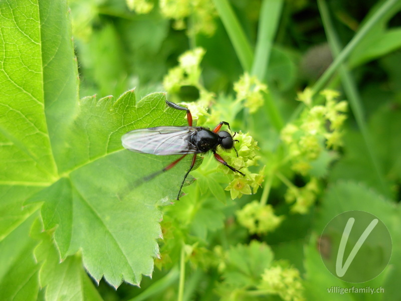 Haarmücke (Bibio varipes): 