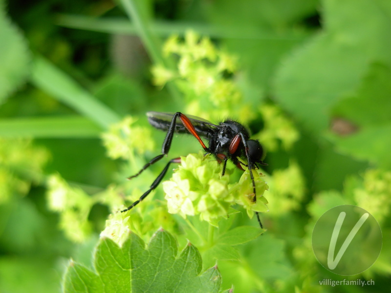 Haarmücke (Bibio varipes): 