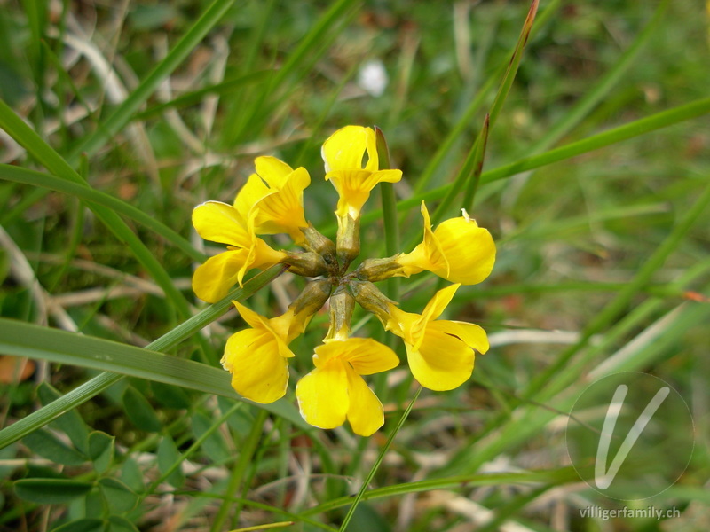 Scheiden-Kronwicke: Blüten
