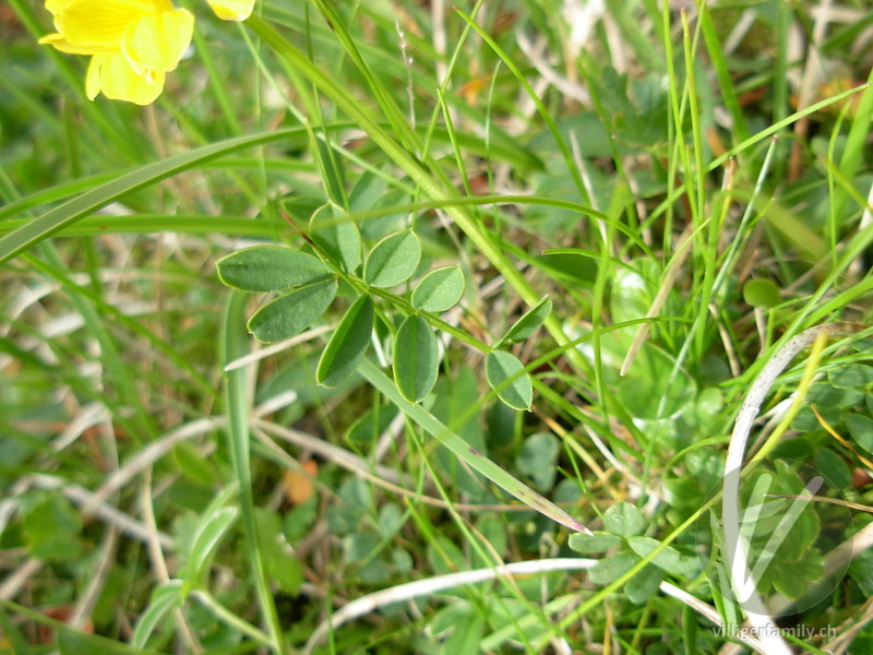 Scheiden-Kronwicke: Blätter