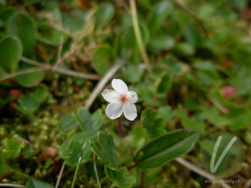 Bewimperter Mannsschild: Blüten
