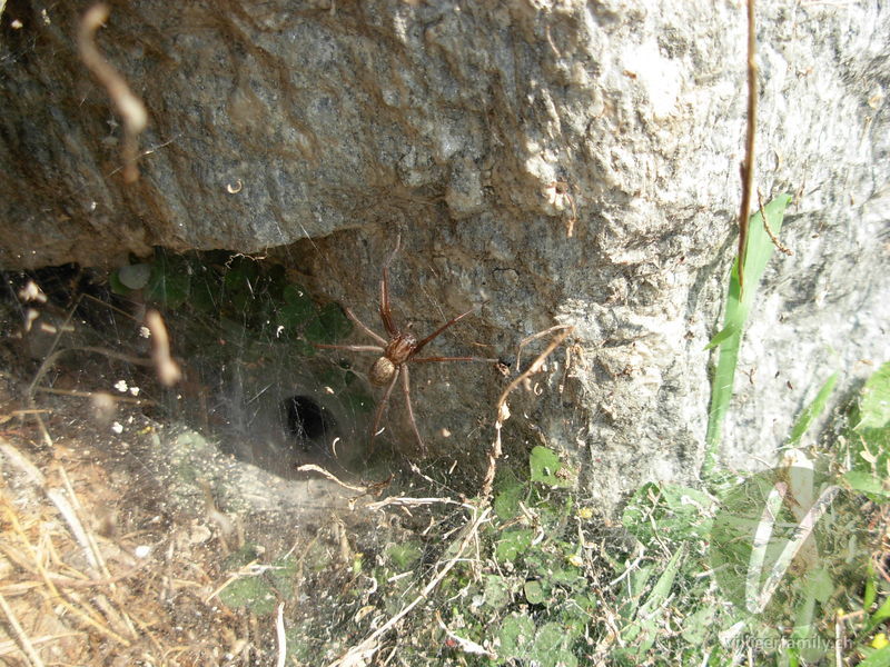 Hausspinne: 