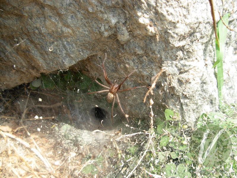 Hausspinne: 