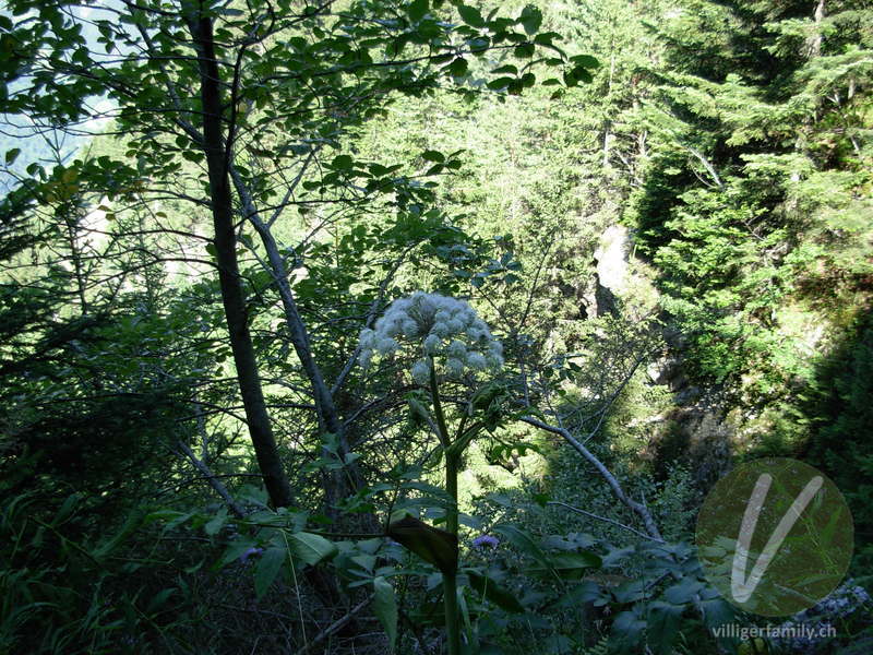 Wilde Brustwurz: Blüten