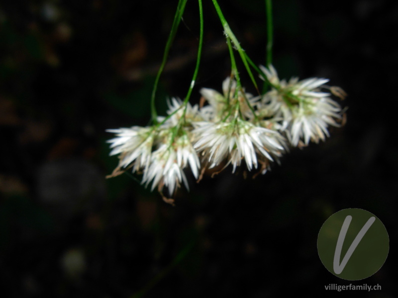 Schneeweisse Hainsimse: Blüten