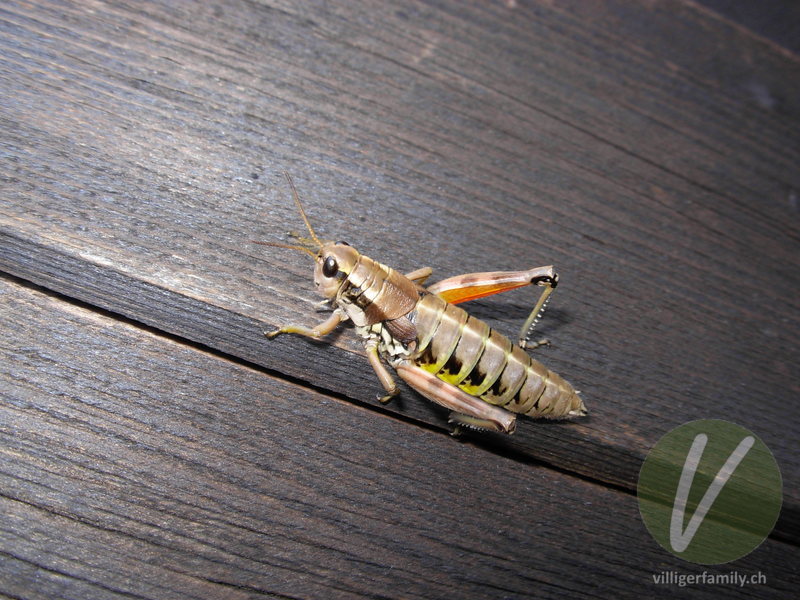 Gewöhnliche Gebirgsschrecke: 