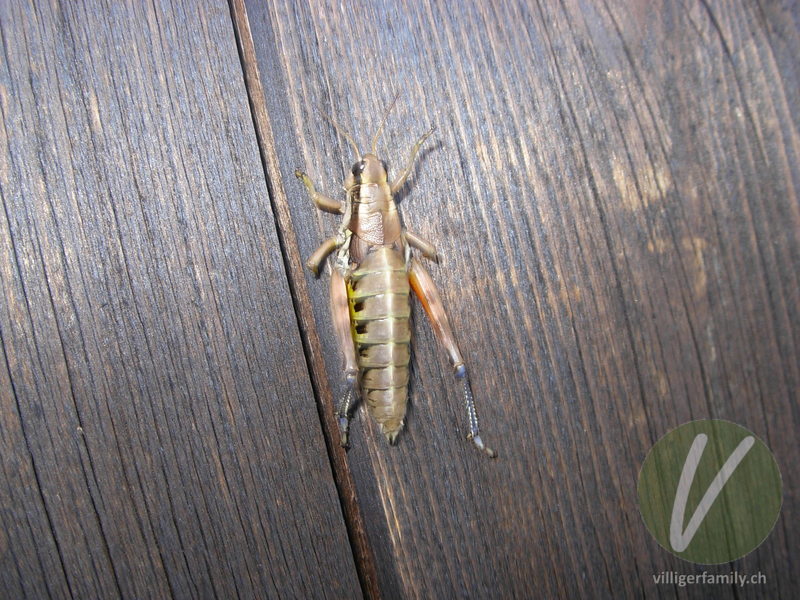 Gewöhnliche Gebirgsschrecke: 