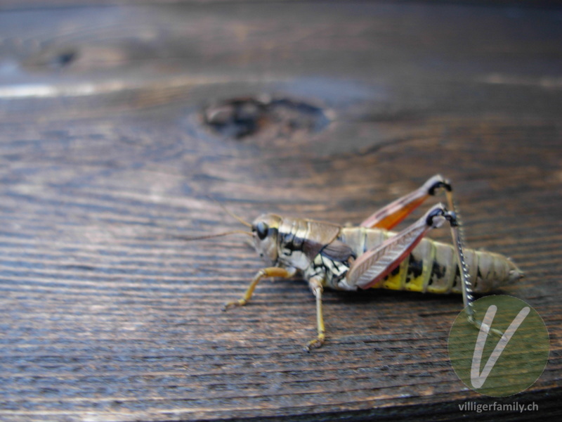 Gewöhnliche Gebirgsschrecke: 